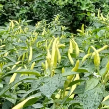 白米椒