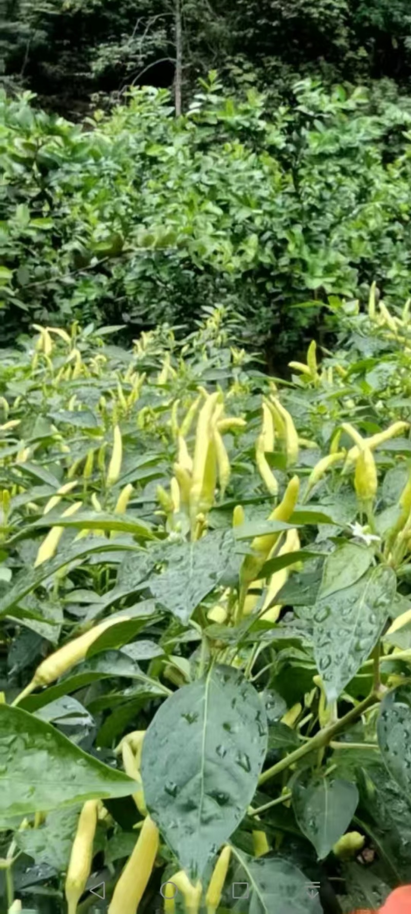 白米椒