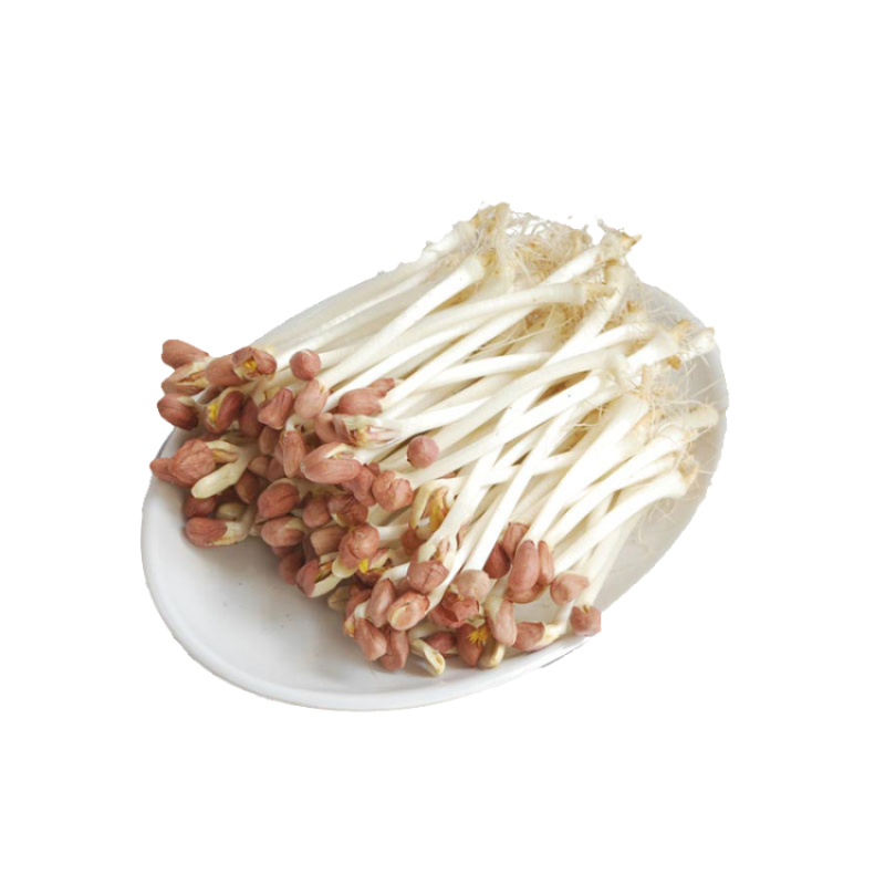 花生芽