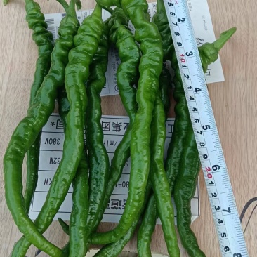 线螺丝椒
