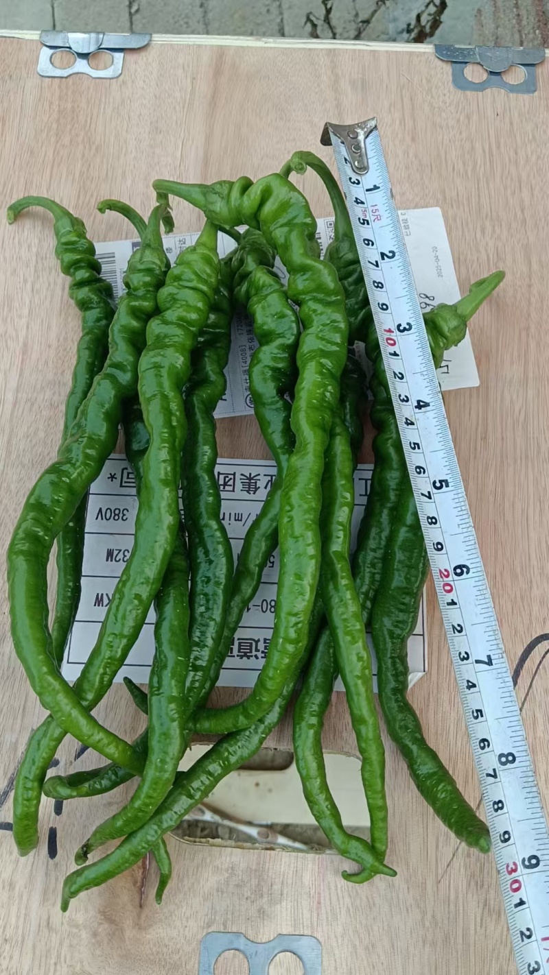 线螺丝椒
