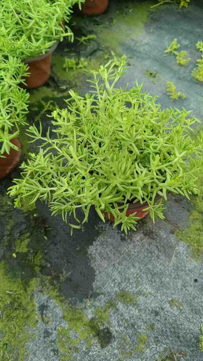 草花品种多