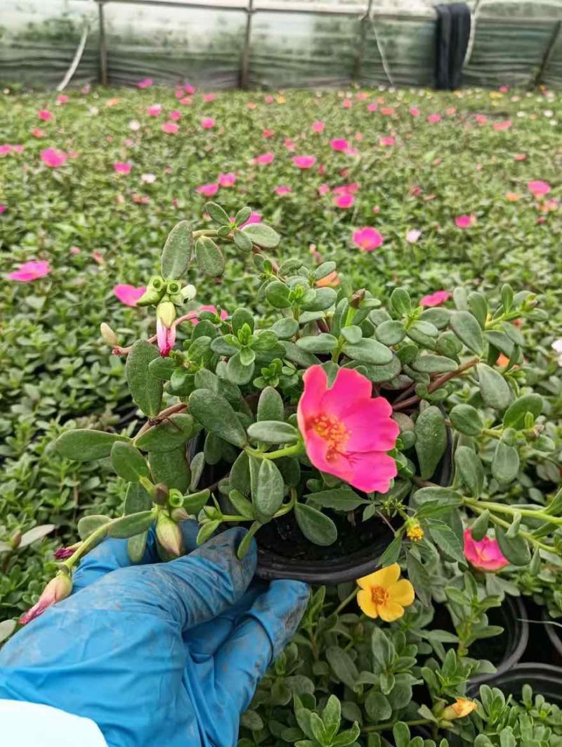 草花品种多
