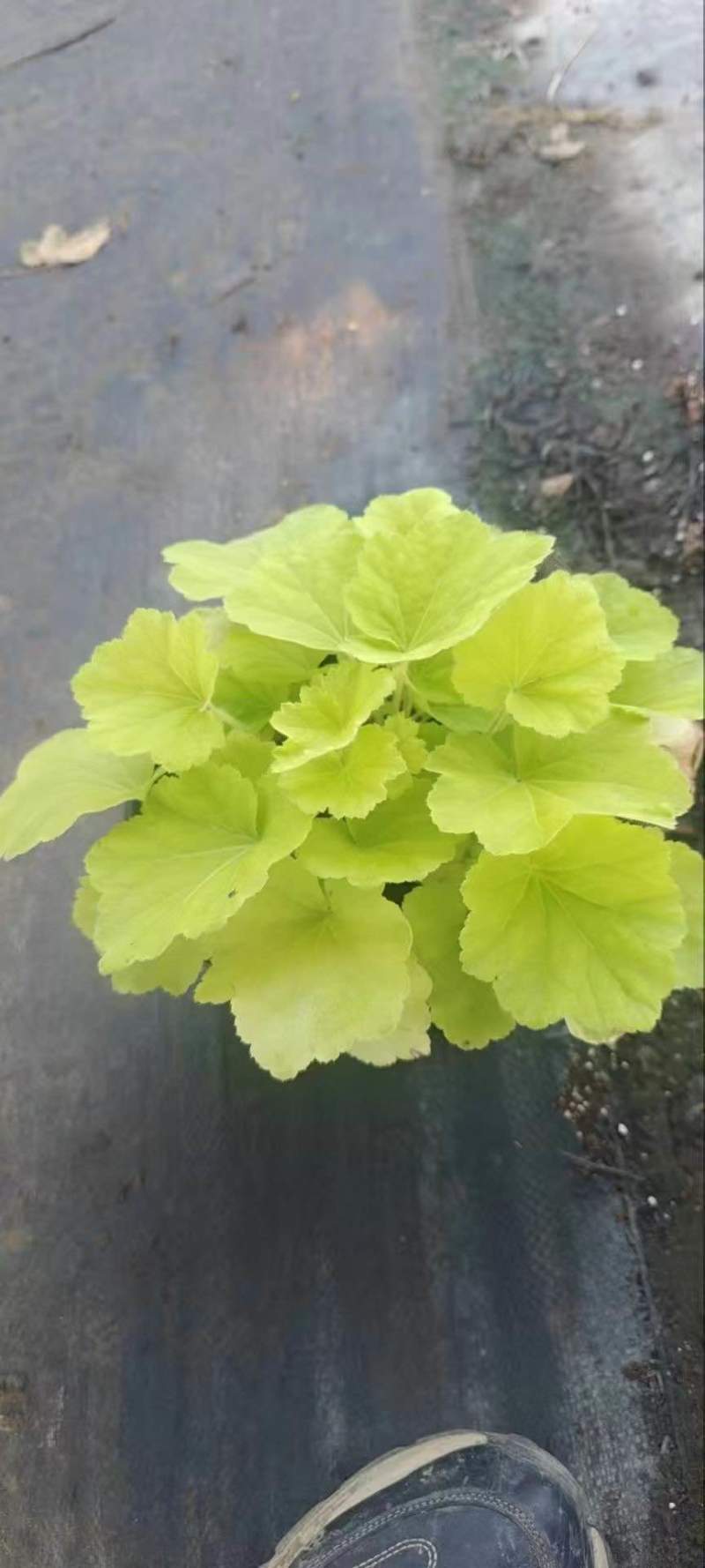 草花品种多