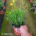草花品种多