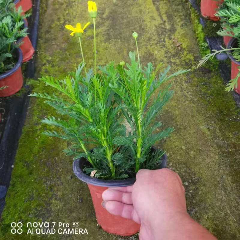草花品种多