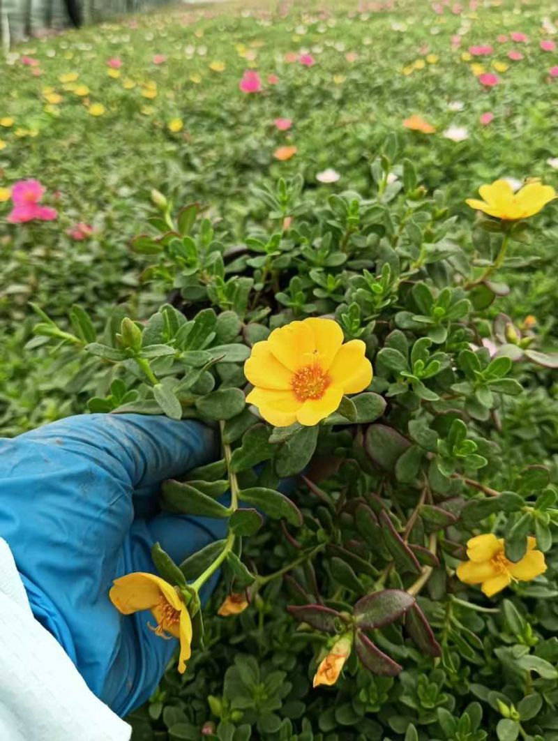 草花品种多