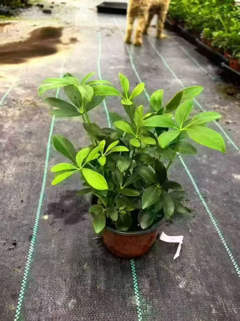 草花品种繁多绿化工程苗木批发