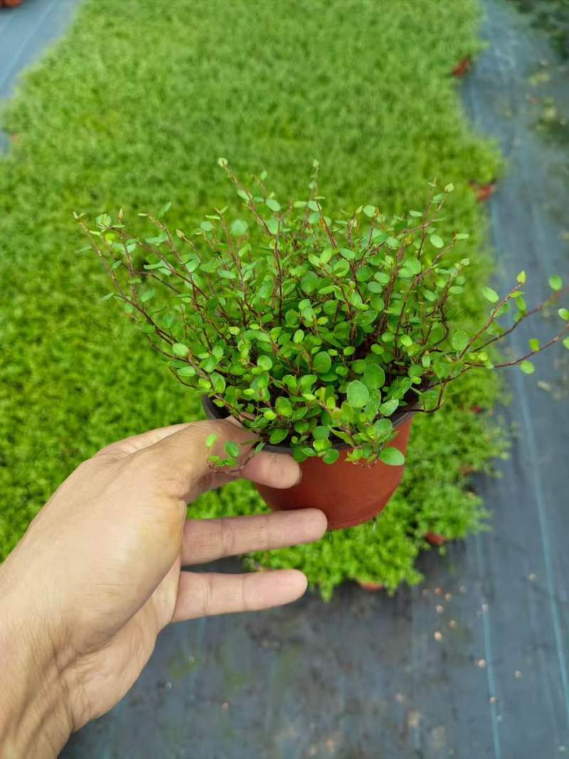 草花品种繁多绿化工程苗木批发