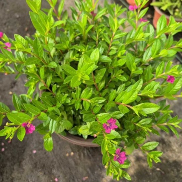 草花品种繁多绿化工程苗木批发