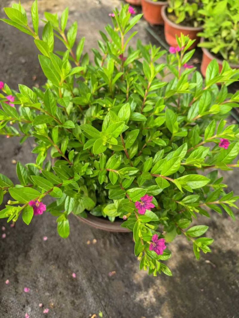草花品种繁多绿化工程苗木批发