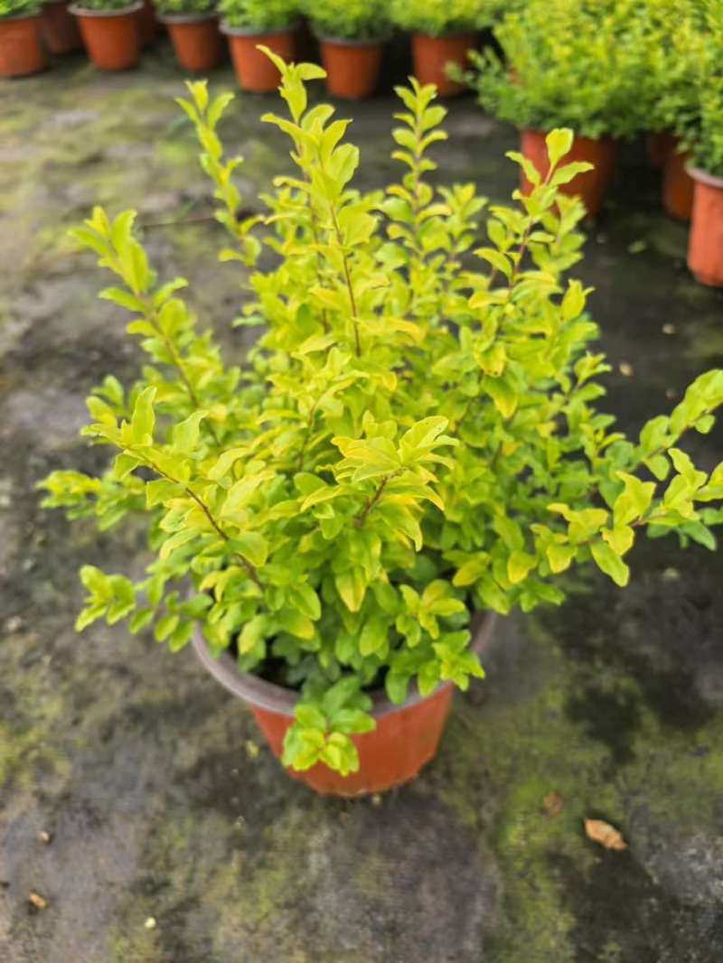 草花品种繁多绿化工程苗木批发