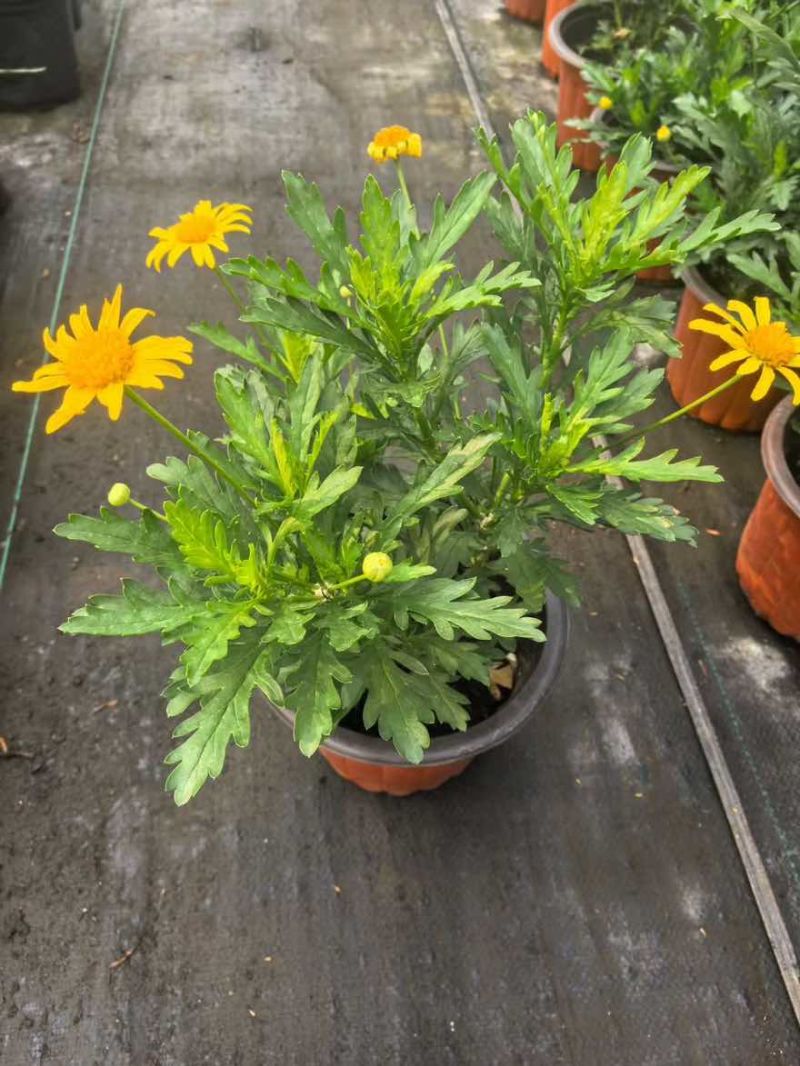 草花品种繁多绿化工程苗木批发