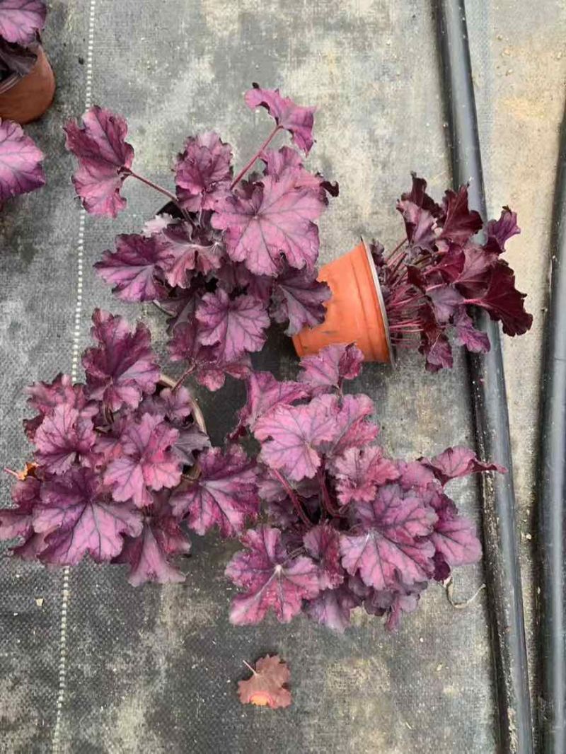 草花品种繁多绿化工程苗木批发