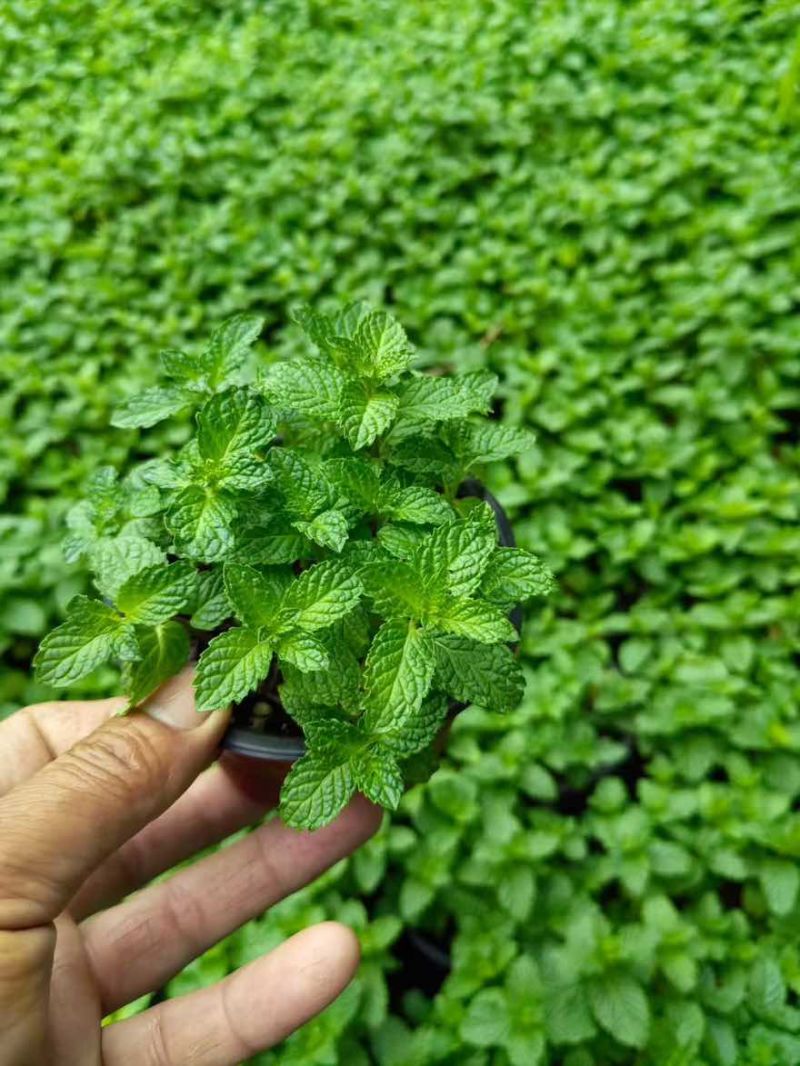 草花品种繁多绿化工程苗木批发