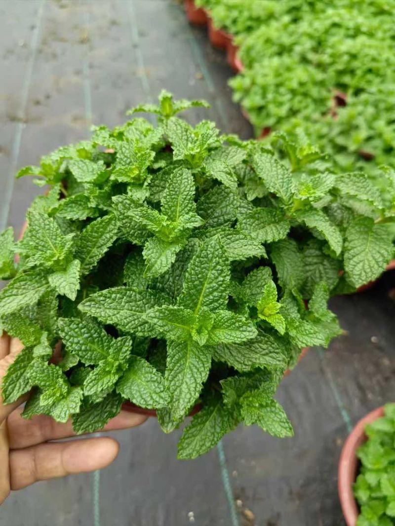 草花品种繁多绿化工程苗木批发