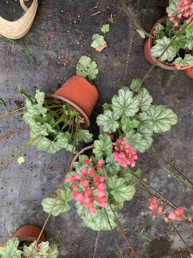 草花品种繁多绿化工程苗木批发