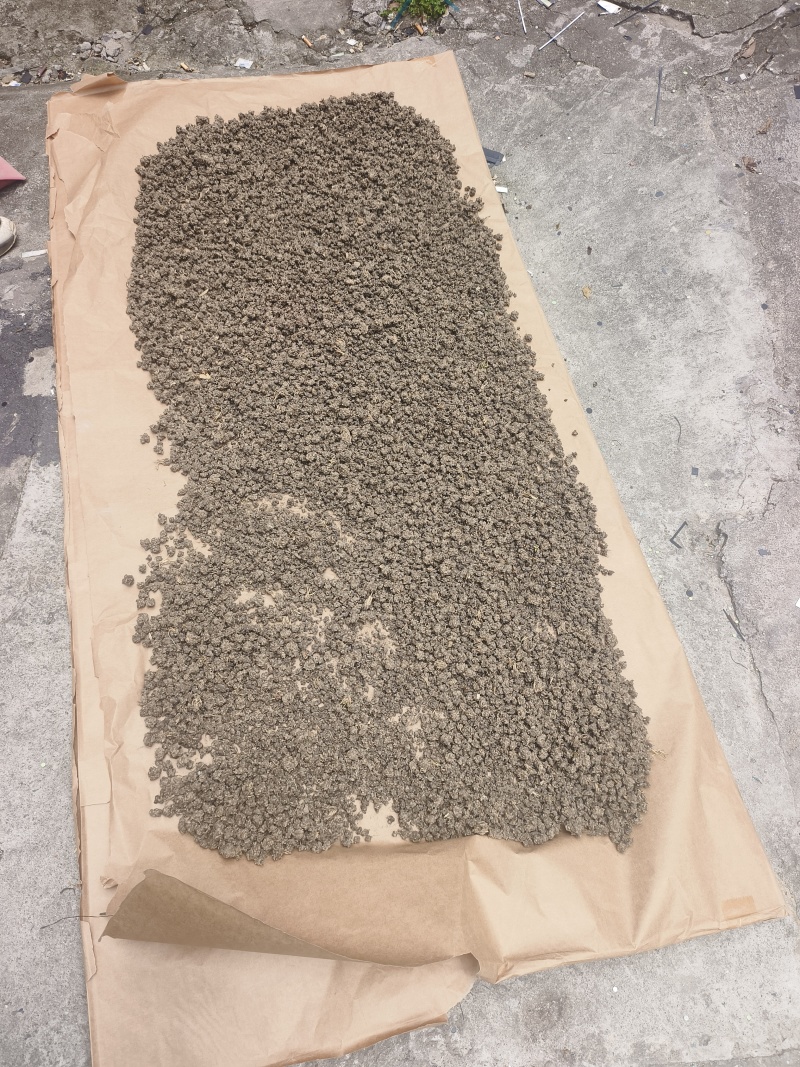 河南猫抓草