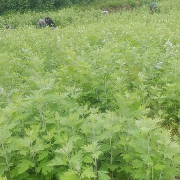 新鲜艾草