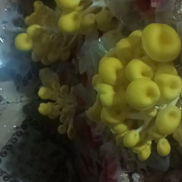 榆皇菇