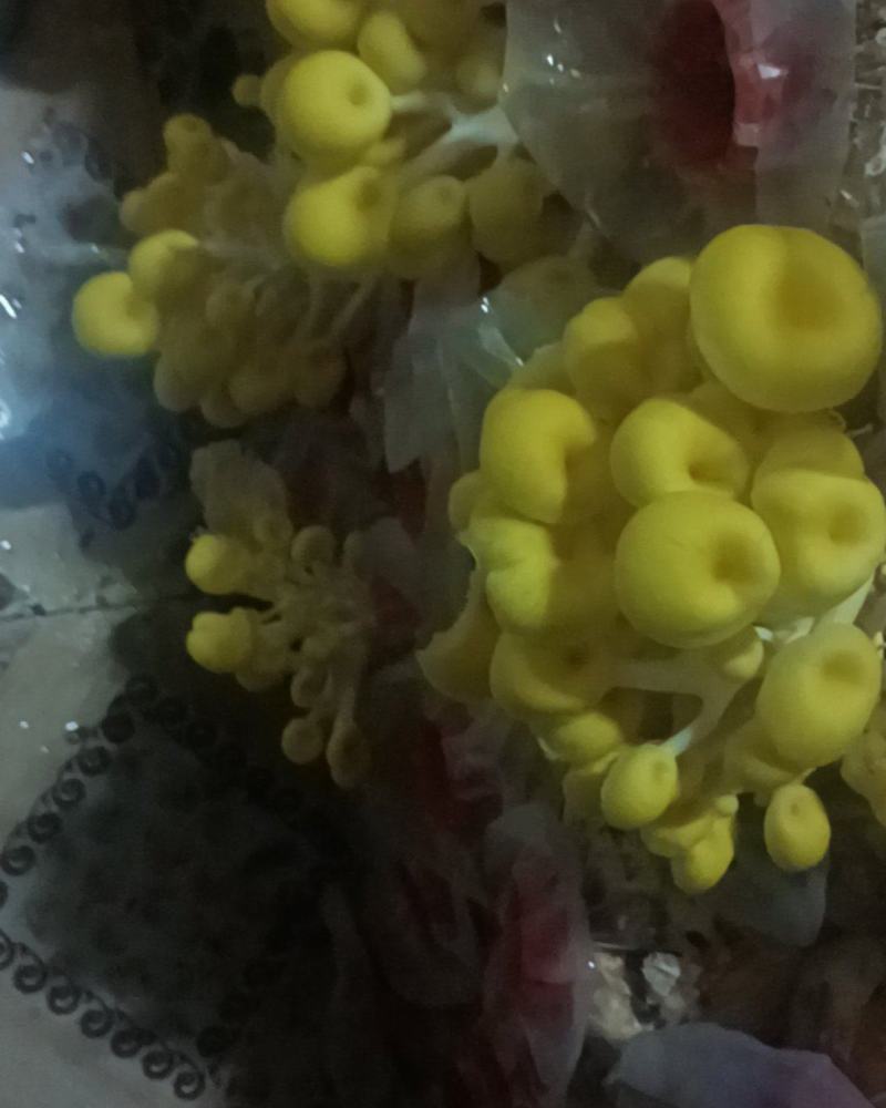 榆皇菇