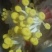 榆皇菇