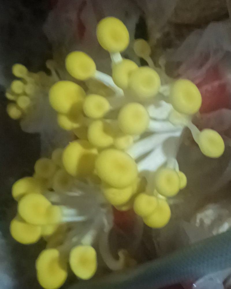 榆皇菇