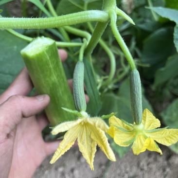 新鲜黄瓜花当天采当天发