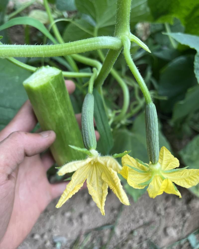 新鲜黄瓜花当天采当天发
