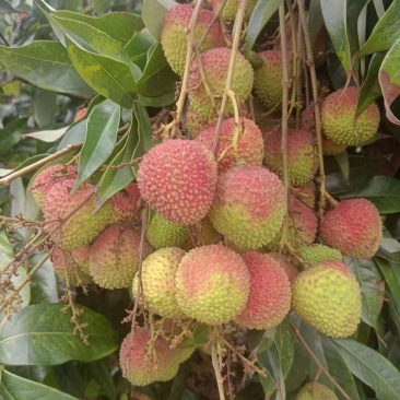 广东茂名妃子笑荔枝一手货源价格优质量好欢迎来电合作