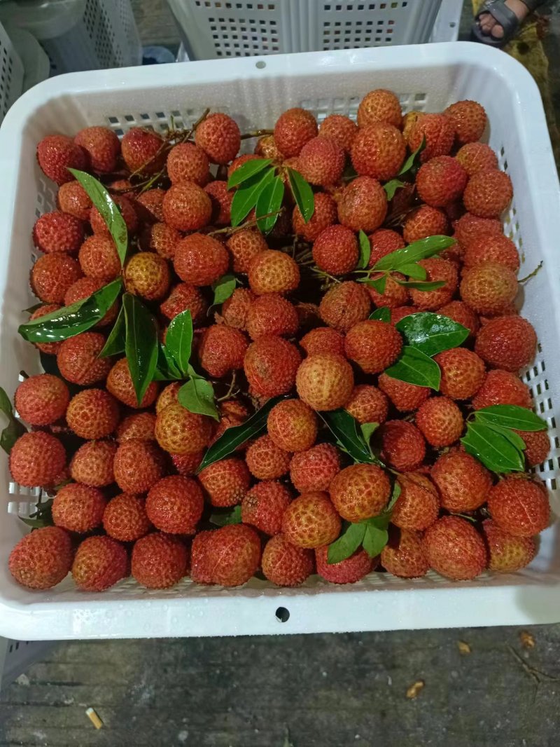 **荔枝龙眼，妃子笑，白糖罂，桂味，一手货源，欢迎来撩，只做