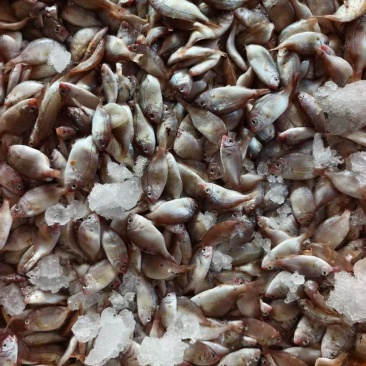 海杂鱼饲料