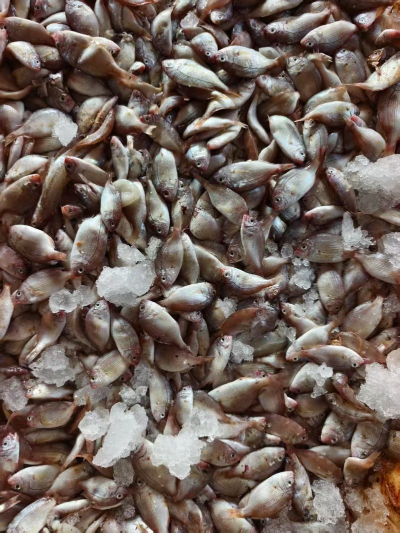 海杂鱼饲料