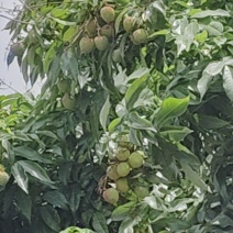 荔枝