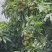 荔枝