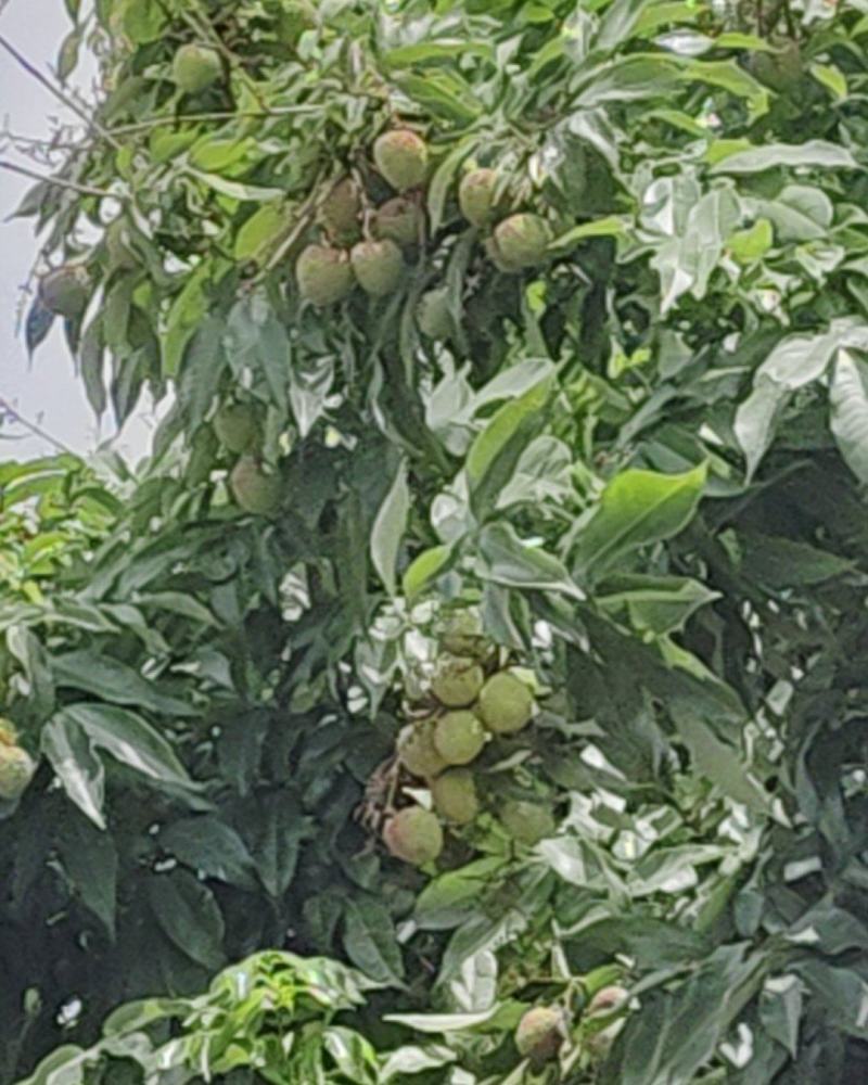 荔枝