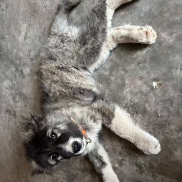 出售高加索小狗