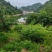 仙居杨梅