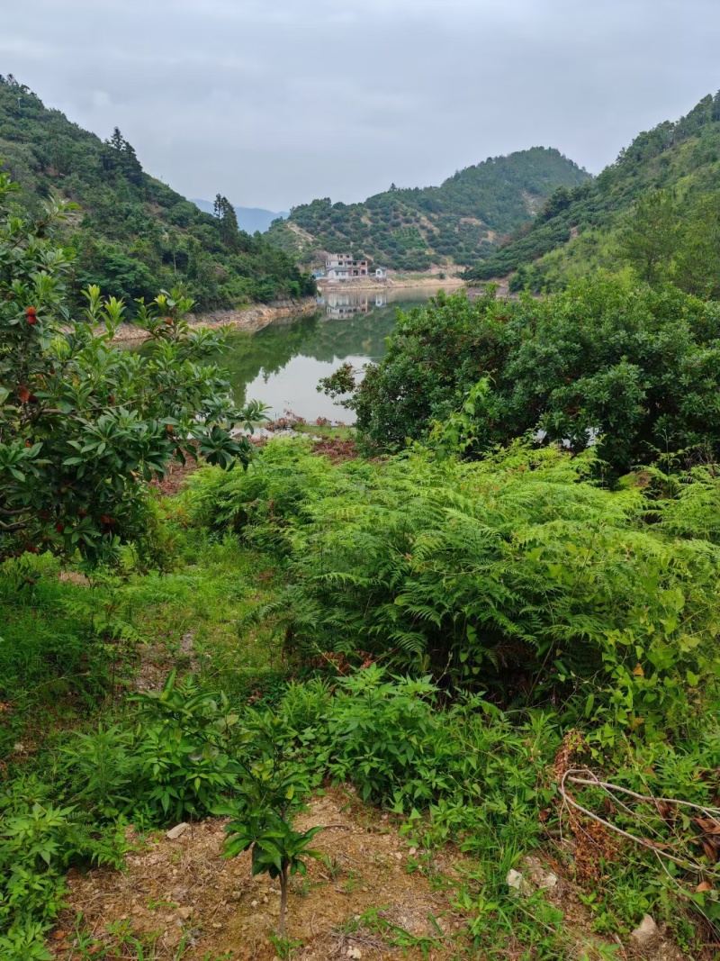 仙居杨梅