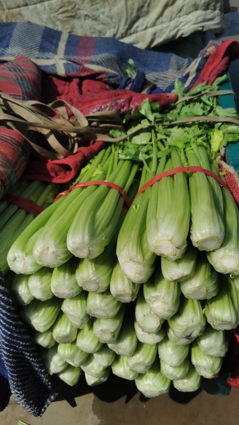 精品，通货芹菜大量有货
