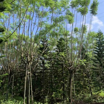 蓝花楹清场处理