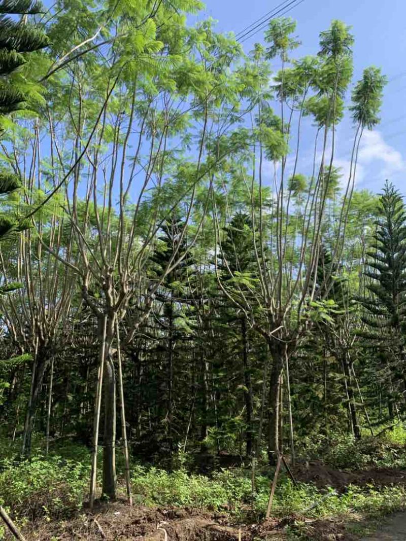 蓝花楹清场处理