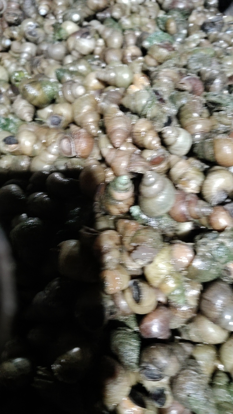 食用螺蛳