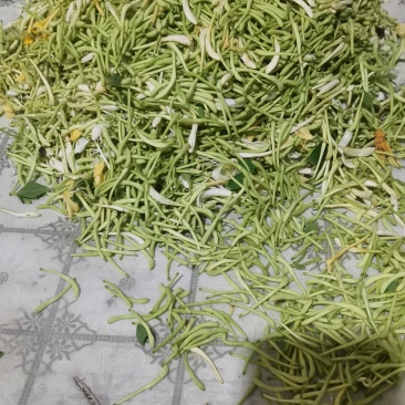 山东金银花