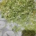 山东金银花