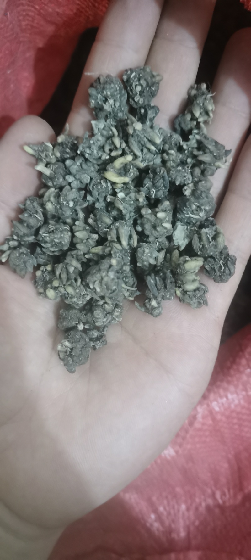 尖爪猫爪草水洗干货