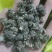 尖爪猫爪草水洗干货