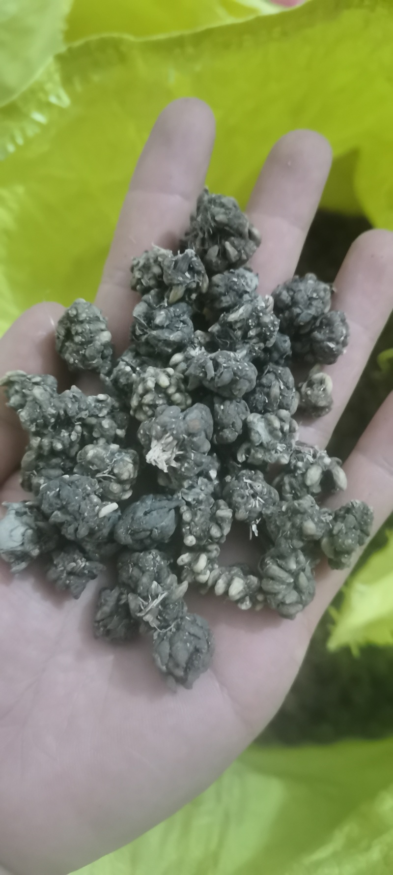 尖爪猫爪草水洗干货