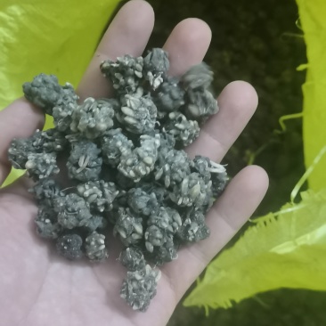 尖爪猫爪草水洗干货