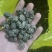 尖爪猫爪草水洗干货